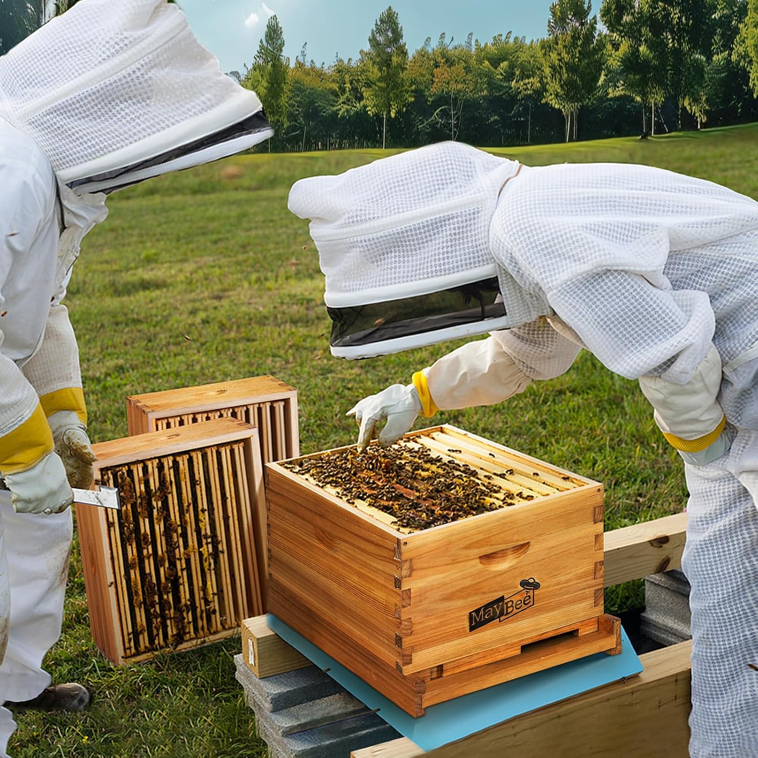 Bienenstock 8-Rahmen-Set: Wach – Beehive Frame Wax Bewertung und Preis